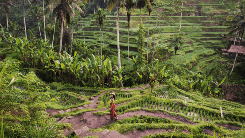 Kintamani All In: Tegalalang, Tirta Empul, Penelokan, Etc - Tegalalang Rice Terrace