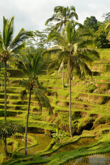 Kintamani All In: Tegalalang, Tirta Empul, Penelokan, Etc - Inclusions and Flexibility