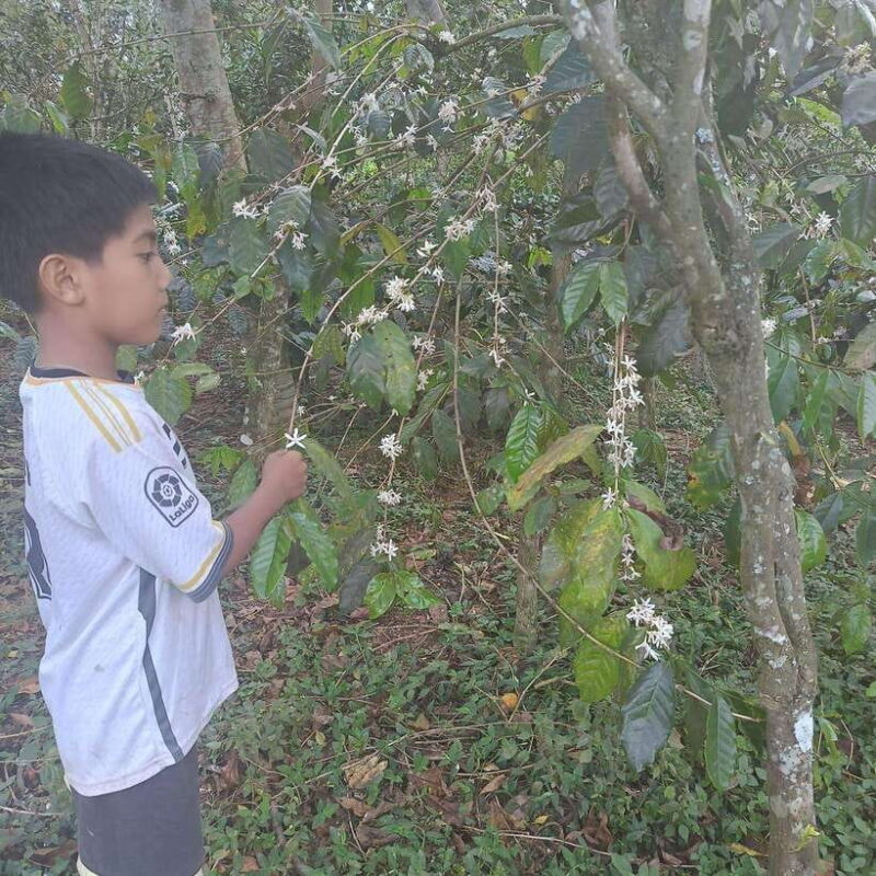 Kintamani Bali Coffee Adventure - An Overview of the Kintamani Bali Coffee Adventure