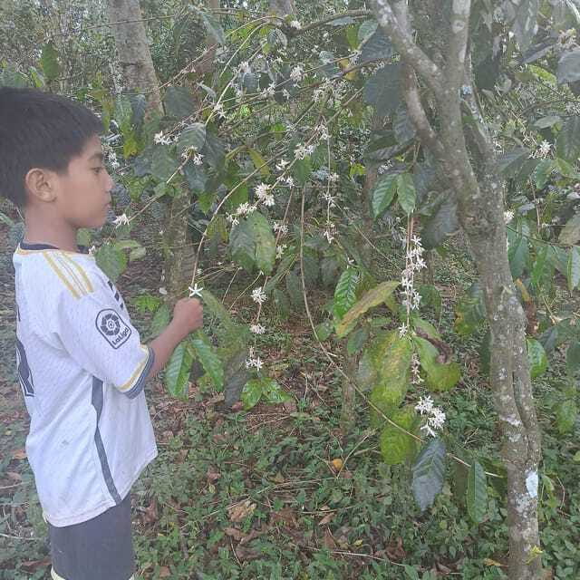 Kintamani Bali Coffee Adventure - Real Feedback from Travelers