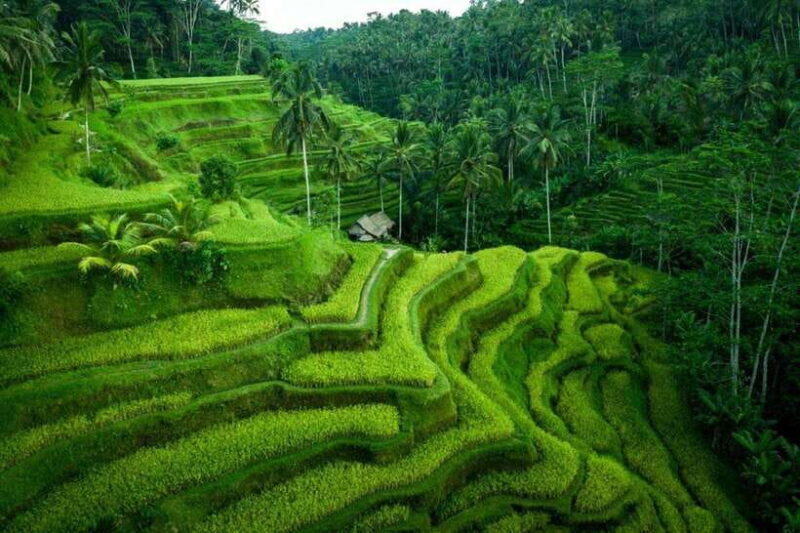 Kintamani: Sunrise Jeep Tour, Hot Spring, and Rice Terrace - The Sum Up