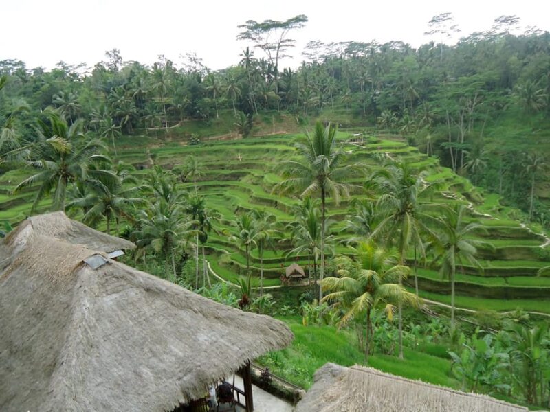 Kintamani: Tirta Empul, Tegallalang / 1 Day Private Tour - Inclusions and Optional Add-Ons