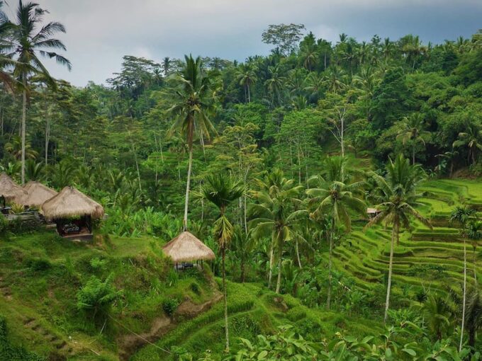 Kintamani: Tirta Empul, Tegallalang / 1 Day Private Tour - Explore Kintamani and Ulun Danu Batur
