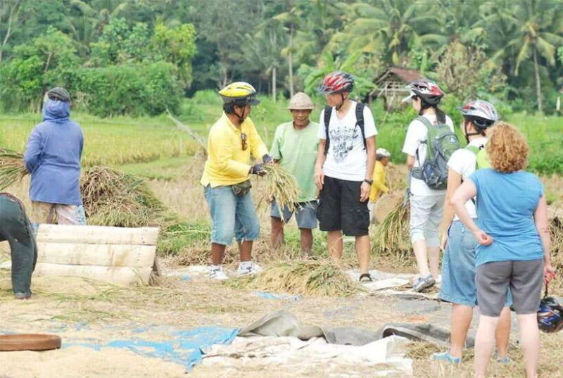 Kintamani to Ubud Downhill Cycling Tour - An In-Depth Look at the Itinerary