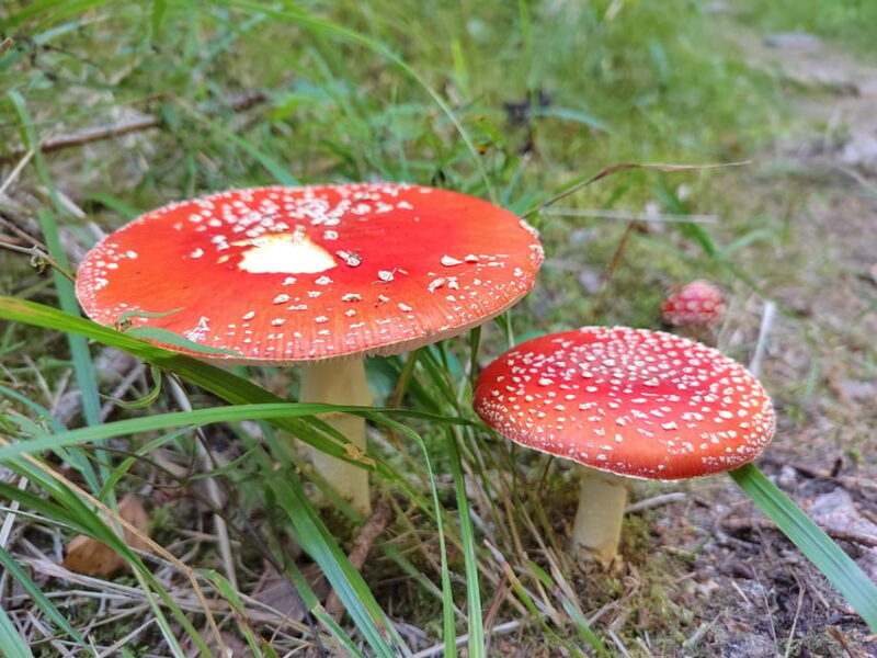 Kintulammi Nature Experience (Nature reserve near Tampere) - The Sum Up