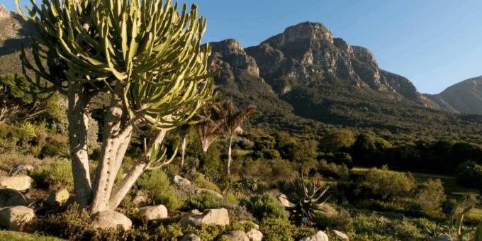 Kirstenbosch Botanical Garden and Constantia Wine Tasting - Frequently Asked Questions