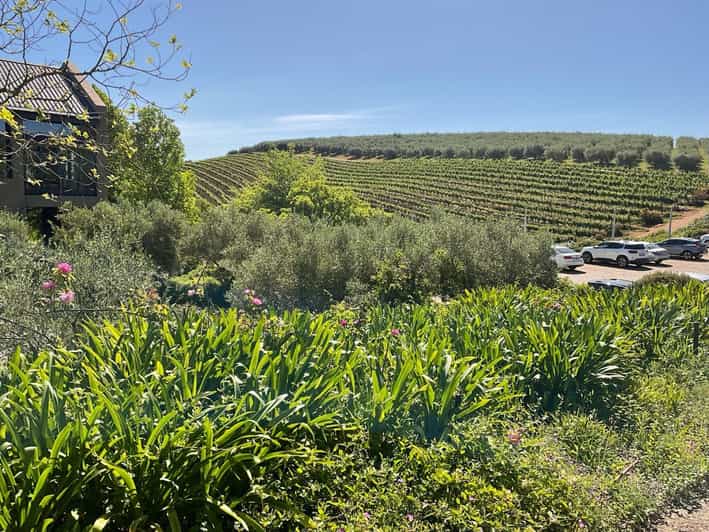 Kirstenbosch Botanical Gardens and Constantia Wine Tasting - Highlights of the Tour