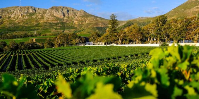 Kirstenbosch Botanical Gardens and Constantia Wine Tasting - Suggested Lunch and Wine Pairings