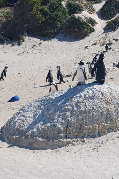 Kirstenbosch Garden, Bo-Kaap-Penguins & Cape Peninsula Tour - Customer Ratings and Flexibility
