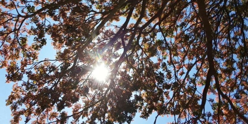 Kirstenbosch, Robben Island & Two Oceans Aquarium Day Tour - Discovering the Two Oceans Aquarium