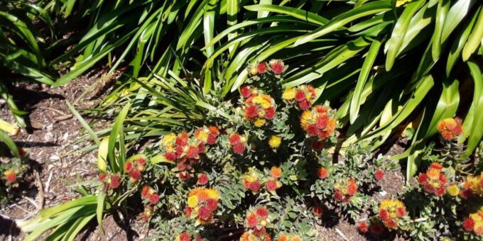 Kirstenbosch, Robben Island & Two Oceans Aquarium Day Tour - Personalized Experience and Inclusions