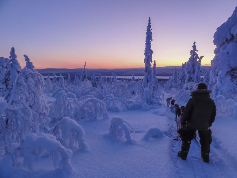 Kiruna: Guided Afternoon Drive Your Own Dog Sled Tour - What This Tour Offers for the Aspiring Arctic Explorer