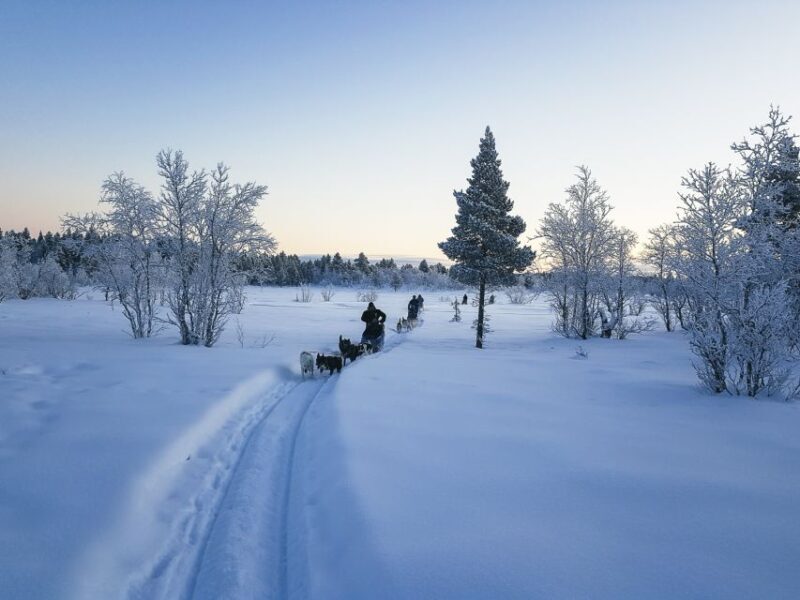 Kiruna: Guided Afternoon Drive Your Own Dog Sled Tour - The Sum Up