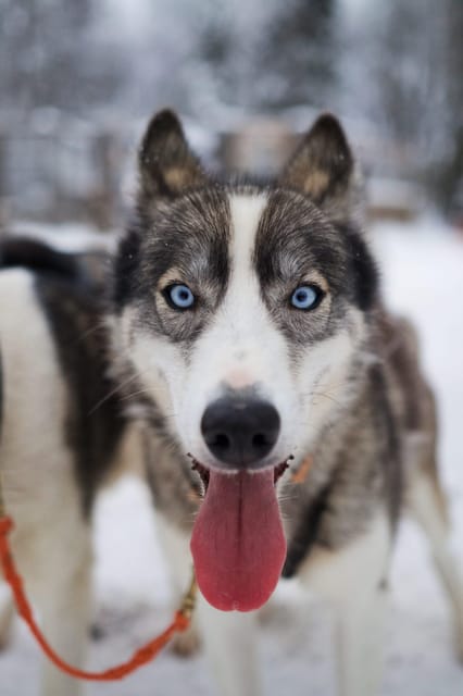 Kiruna: Morning Husky Sled Ride with Coffee Break - Key Points
