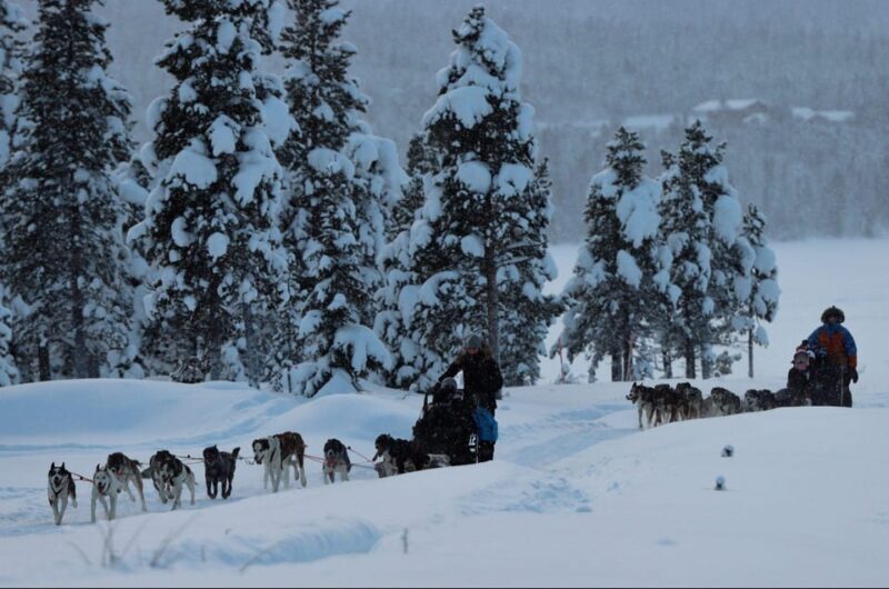 Kiruna: Morning Husky Sled Ride with Coffee Break - What the Experience Looks Like