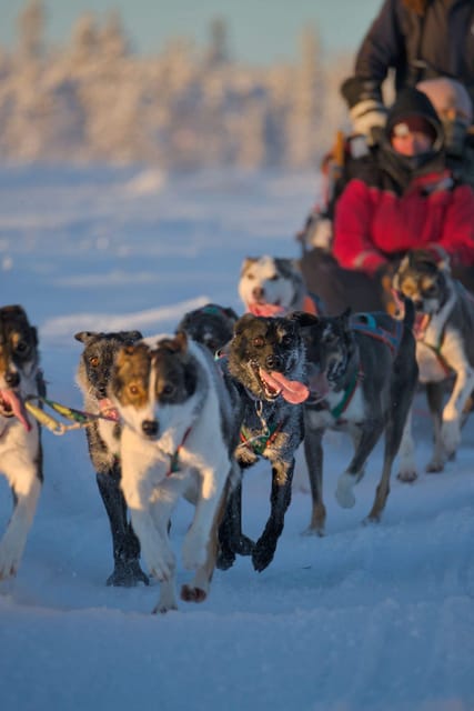 Kiruna: Morning Husky Sled Ride with Coffee Break - Considerations Before Booking