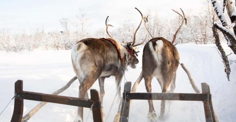 KIRUNA: Sami Reindeer Experience - Cultural Engagement Activities