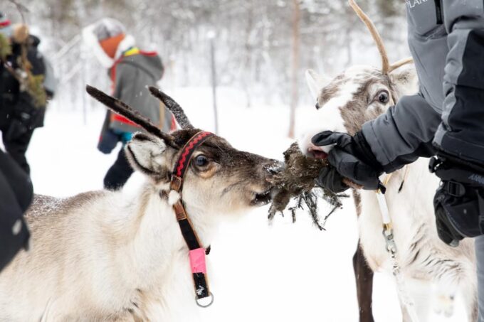 KIRUNA: Sami Reindeer Experience - What to Bring