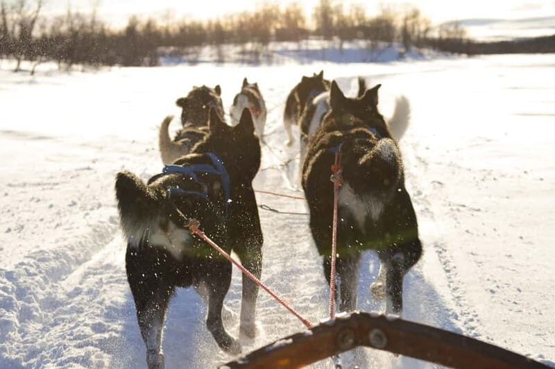 Kiruna: Self-drive Husky Morning Tour - Introduction: A Genuine Arctic Adventure in Kiruna