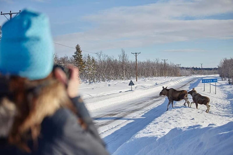 Kiruna: Wildlife and nature photography - Key Points