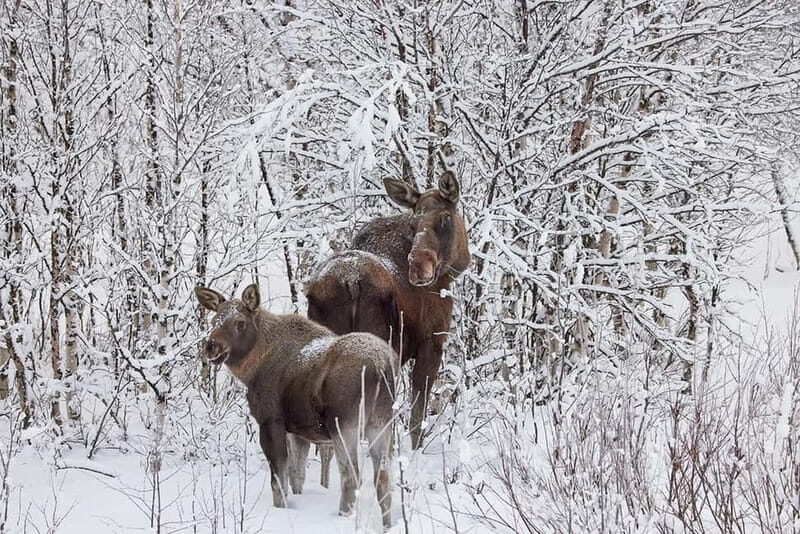 Kiruna: Wildlife and nature photography - An In-Depth Look at the Experience