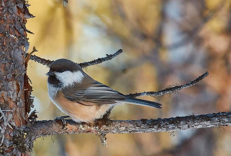 Kiruna: Wildlife and nature photography - Final Thoughts