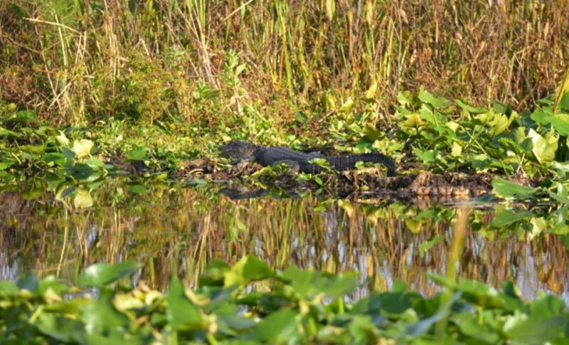Kissimmee: 1 Hour Florida Everglades Pontoon Boat Tour - Key Points