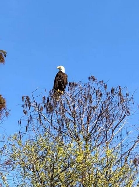 Kissimmee: 1 Hour Florida Everglades Pontoon Boat Tour - Setting the Scene: What the Tour Offers