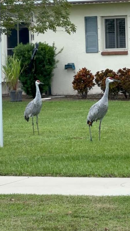 Kissimmee: 4-Hour Electric Mountain Bike Lakefront Tour - An In-Depth Look at the Ride