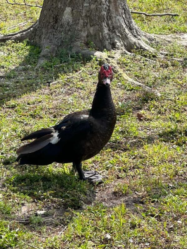 Kissimmee: 4-Hour Electric Mountain Bike Lakefront Tour - What Makes This Tour Stand Out