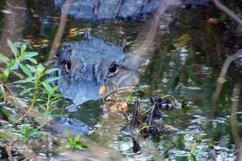 Kissimmee 90 minute Everglades Wildlife Airboat Tour - Key Points