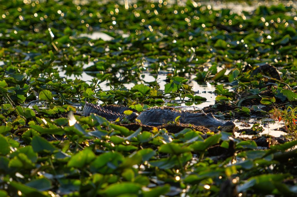 Kissimmee: Boggy Creek Airboat Ride With Optional Meal - Dining Option