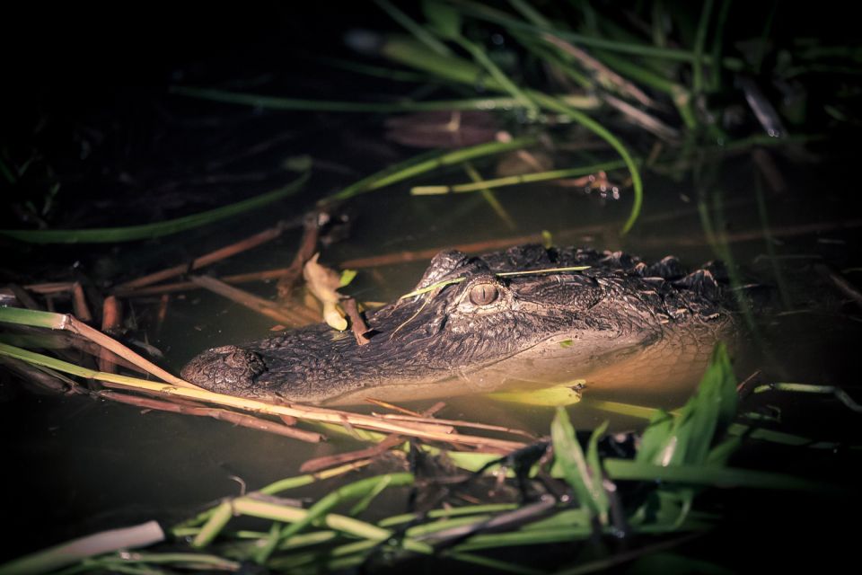 Kissimmee: Boggy Creek Airboats Adventures Night Tour Ticket - Highlights of the Adventure