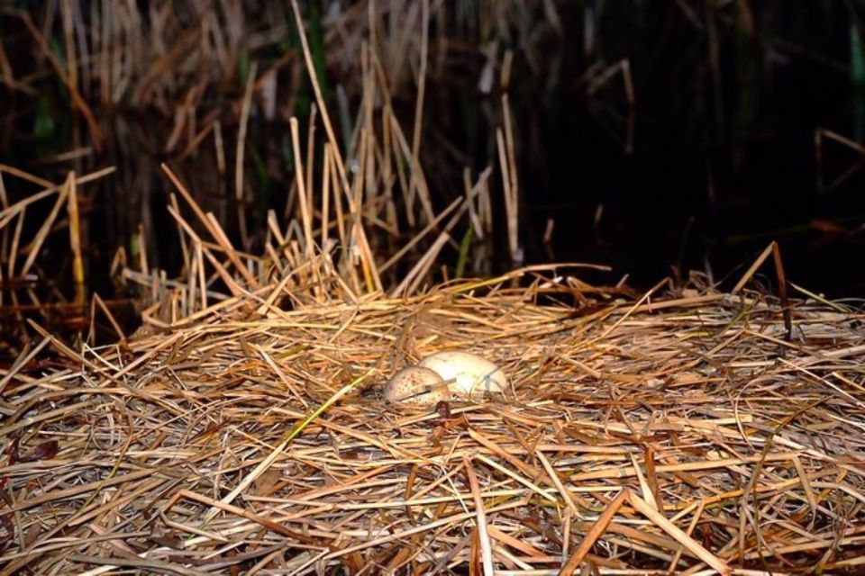 Kissimmee: Boggy Creek Airboats Adventures Night Tour Ticket - Getting There