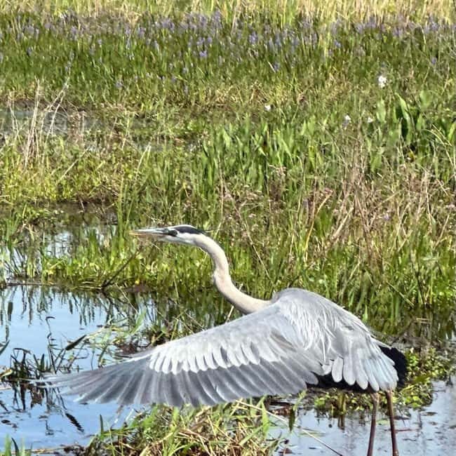 Kissimmee: Everglades Alligator and Wildlife Airboat Tour - The Experience at a Glance