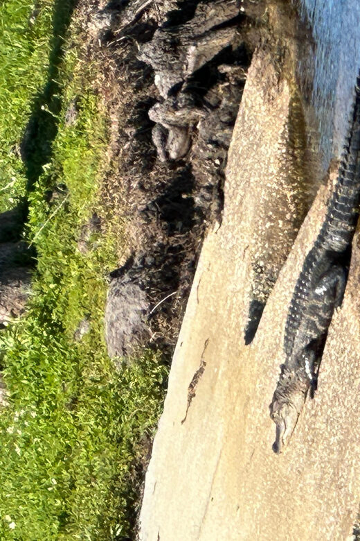 Kissimmee: Explore Lakefront Adventure on Electric Trike - Why Choose the Electric Trike Tour in Kissimmee?