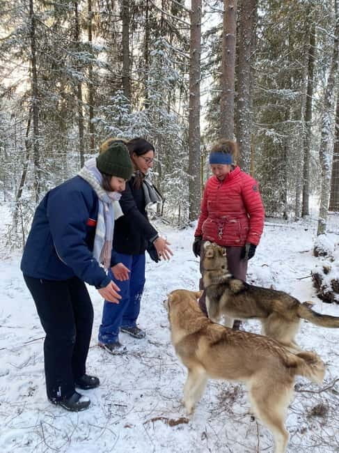 Kittilä / Levi: Husky Farm Guided Tour - A Close Look at the Husky Farm Guided Tour