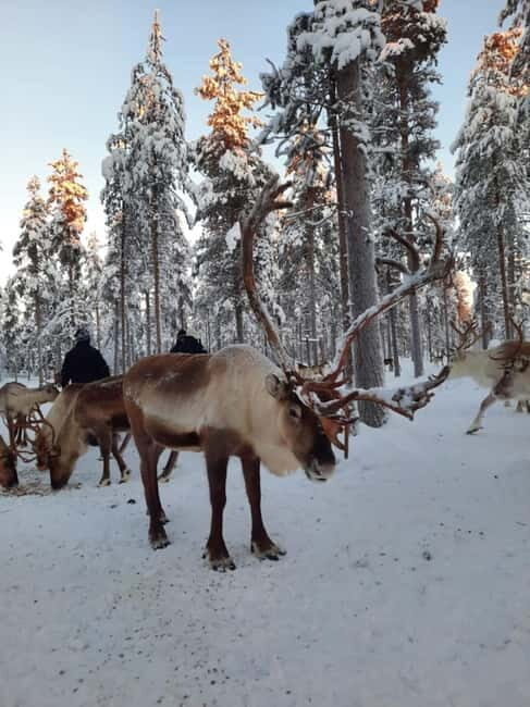 Kittilä / Levi: Husky Farm Guided Tour - Who Should Consider This Tour?