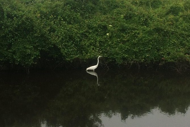 Kitty Hawk Maritime Forest Kayak Tour - Who Will Love This Tour?