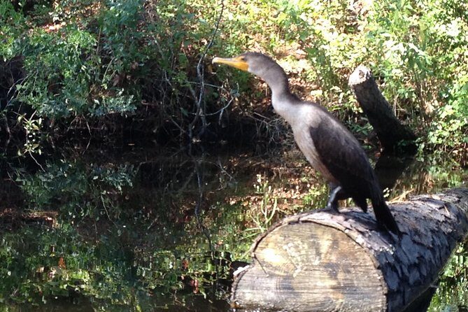 Kitty Hawk Maritime Forest Kayak Tour - The Sum Up