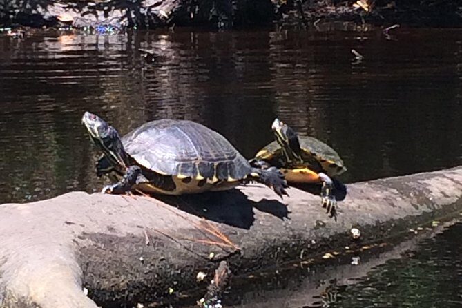 Kitty Hawk Maritime Forest Kayak Tour - FAQ
