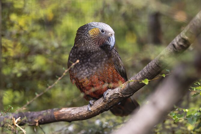 Kiwi Park Queenstown Admission - Educational Features Offered