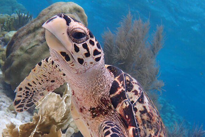 Klein Bonaire Marine Park Snorkeling Excursion - Key Points