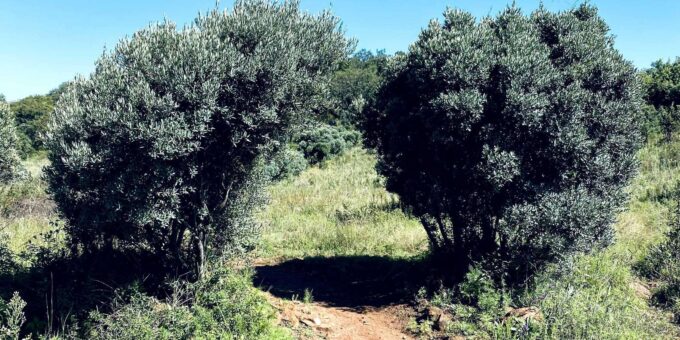 Klipriviersberg Nature Reserve 10km Hike - Important Considerations