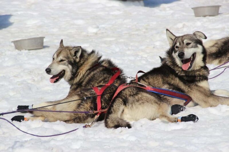 Knik: Winter Dog Sledding Tour - What to Expect on the Tour