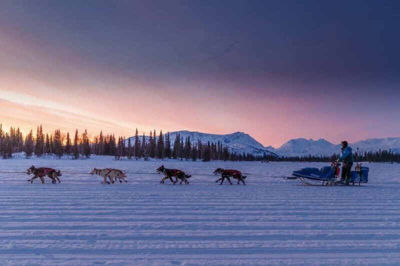 Knik: Winter Dog Sledding Tour - Authenticity and Experience