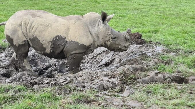 Knowsley: Safari Entry Tickets - Safety and Vehicle Restrictions