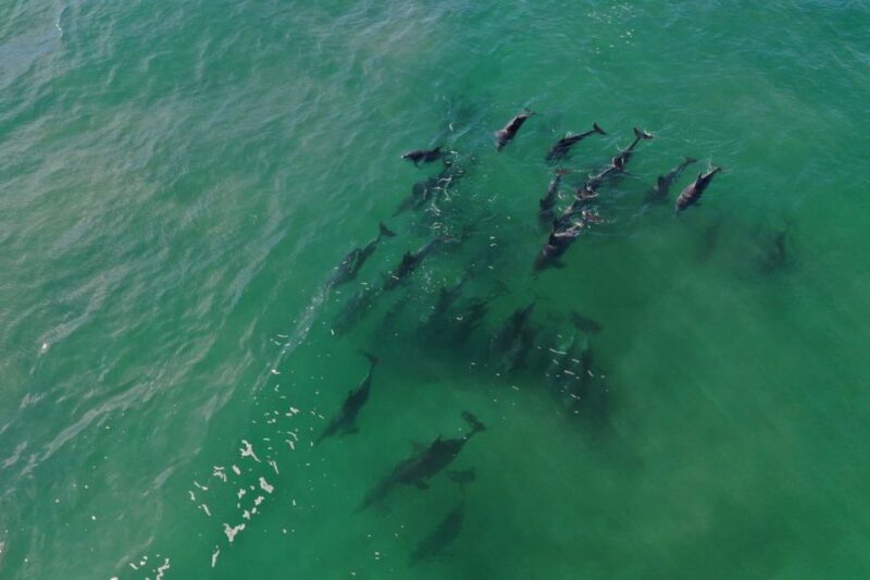 Knysna: Marine Life & Garden Route Coastline Tour - Scenic Headland Vistas