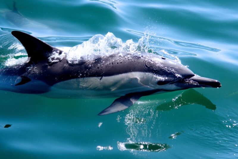 Knysna: Marine Life & Garden Route Coastline Tour - Tour Highlights and Details