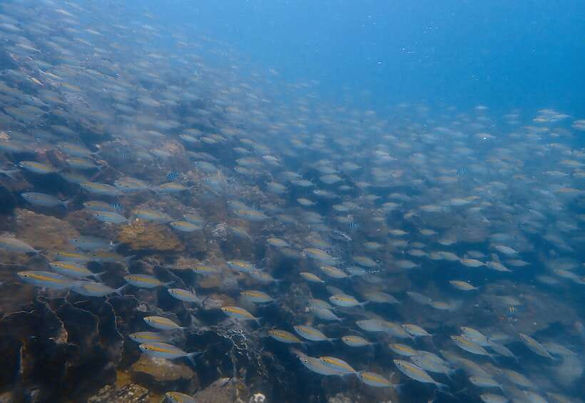 Ko Kut: Private Boat Trip to Koh Rang the National Park - Customer Experience and Reviews